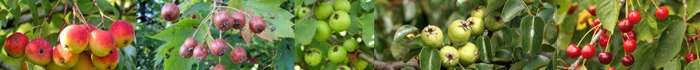 Gyumolcsfak